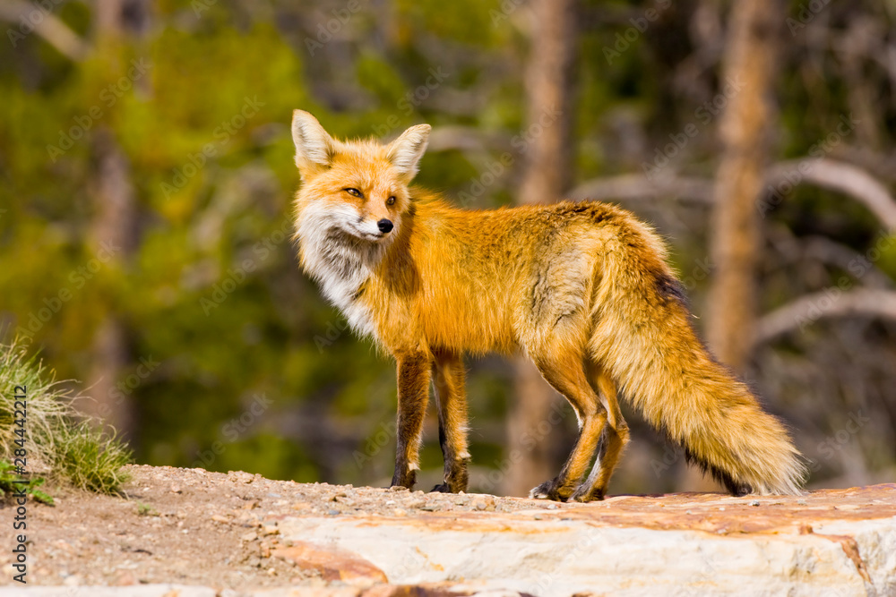 Obraz premium USA, Colorado, Breckenridge. Portrait of red fox mother. 