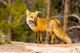USA, Colorado, Breckenridge. Portrait of red fox mother. 