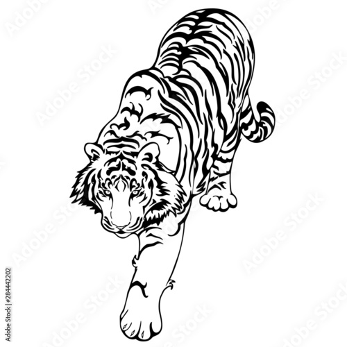 Fototapeta Naklejka Na Ścianę i Meble -  Tiger walk to hunt doodle ink drawing design for  vector tattoo isolated with white background