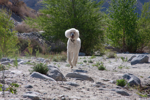 White Standard Poodle by a desert river (MR)