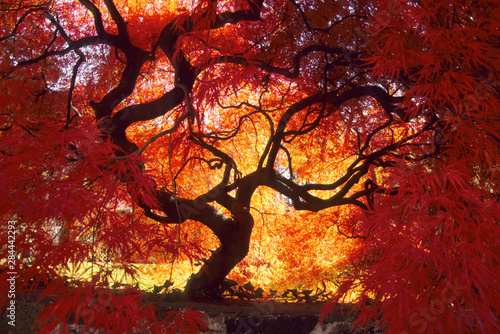 Connecticut: Darien, Japanese maple ('Acer palmatum'), October.