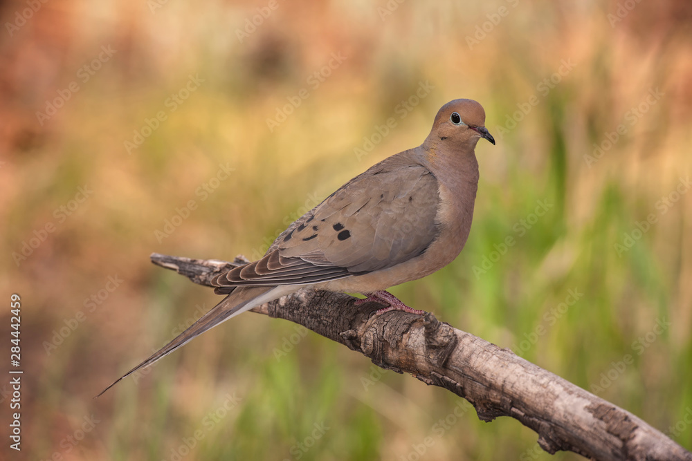 USA, Colorado, Woodland Park. Mourning dove on branch. USA, Colorado, Woodland Park. Mourning dove on branch.
