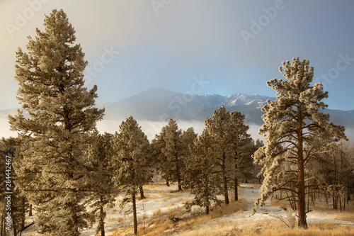 USA, Colorado, Pike National Forest. Frost on Ponderosa Pine trees.  photo