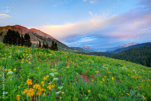 USA, Colorado, Crested Butte. Landscape of wildflowers and mountains.  photo