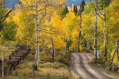 Rural forest service road through golden aspen trees in fall, Sneffels Wilderness Area, Uncompahgre National Forest, Colorado photo