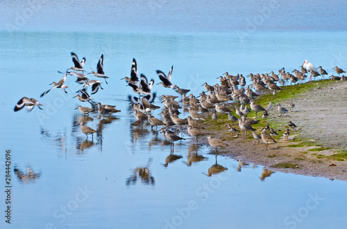 USA  Florida  Fort Meyers  Sanibel Island  J.N. Ding Darling National Wildlife Refuge  Flock of Dunlin s