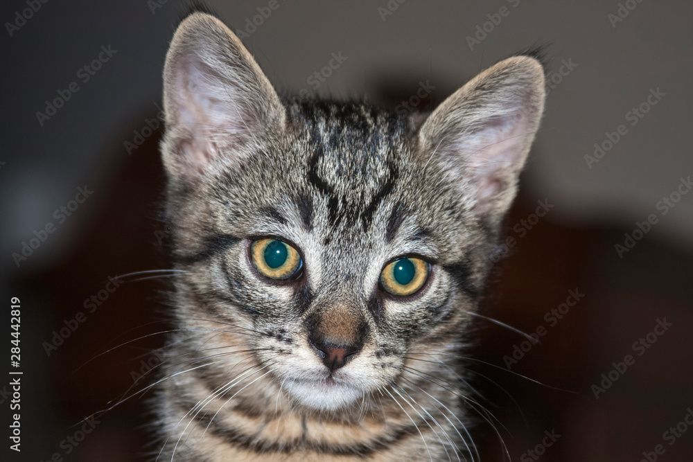 Portrait of a Kitten