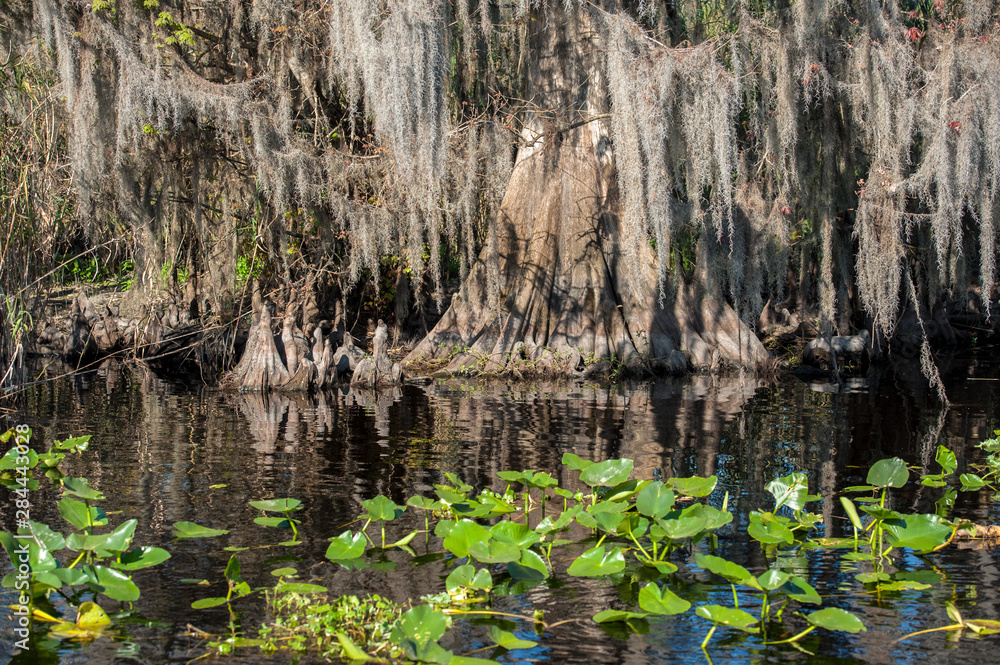 USA, Florida, Orange City, St. Johns River, Blue Spring State Park, Cypress tree with Spanish moss. USA, Florida, Orange City, St. Johns River, Blue Spring State Park, Cypress tree with Spanish moss.
