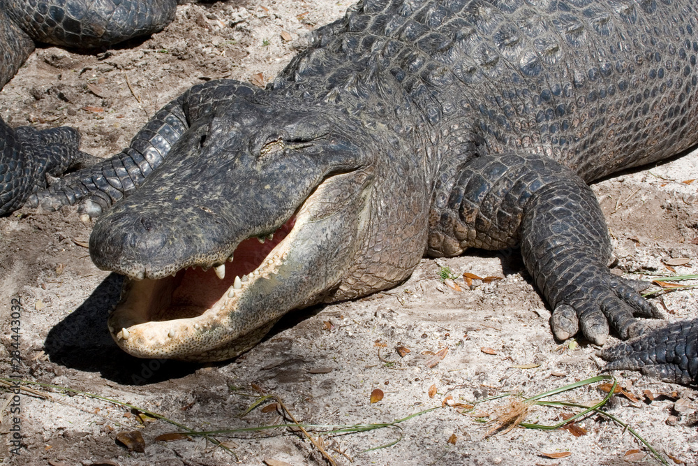 Fototapeta premium USA - Florida - American Alligator (captive) at Alligator Farm in St Augustine