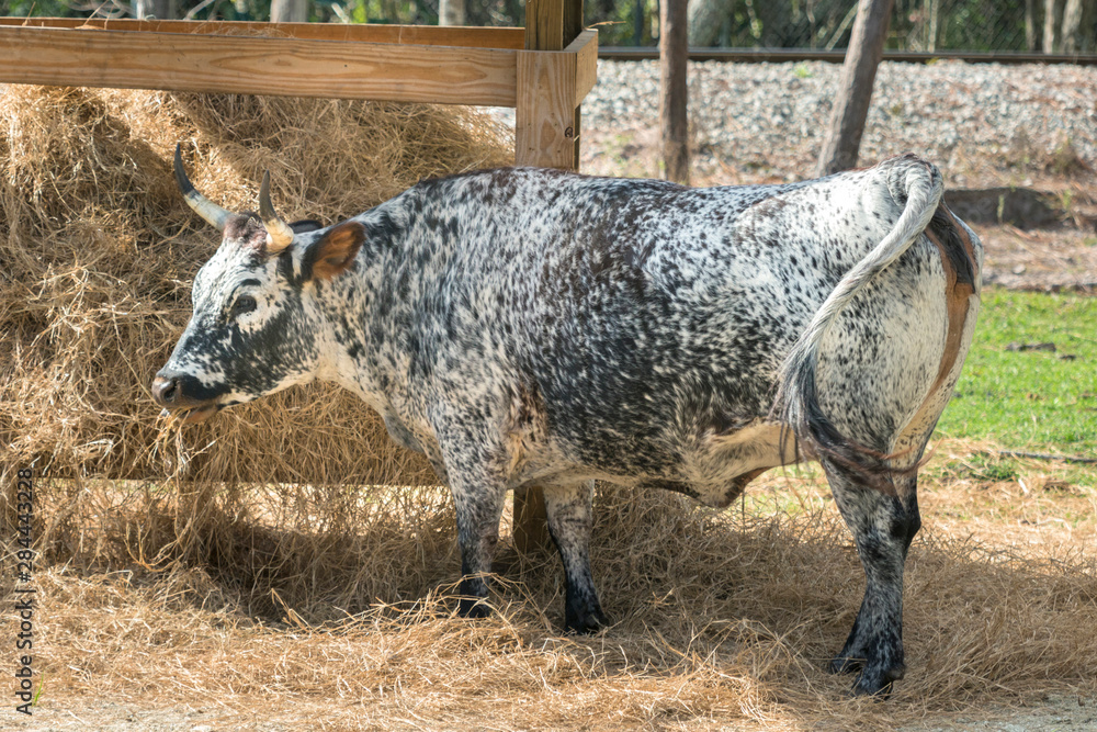Fototapeta premium USA, Florida, Orlando, Gatorland, cracker cow