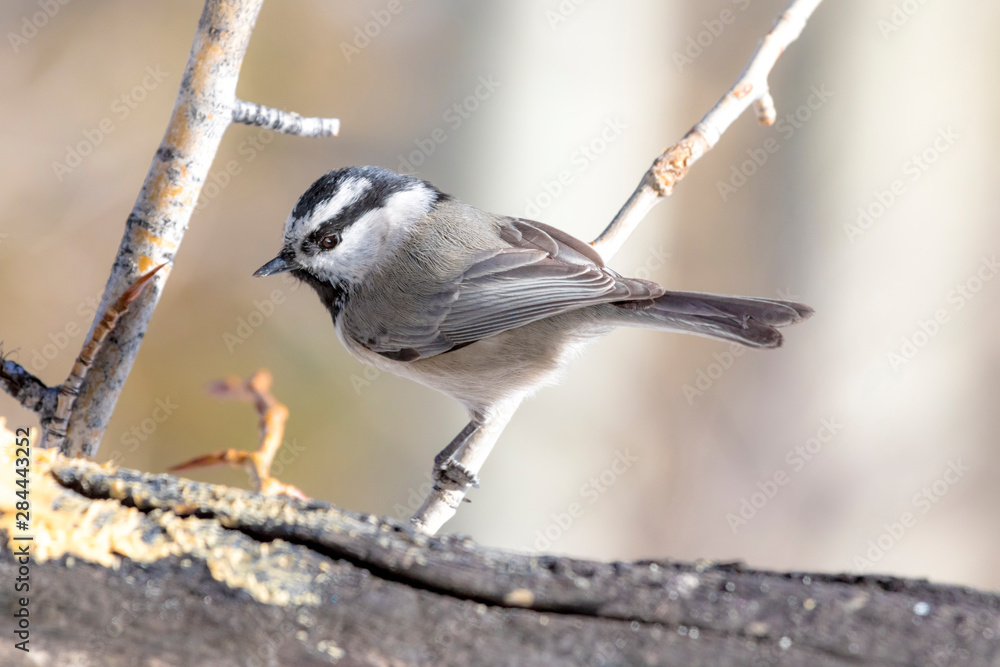 Naklejka premium USA, Colorado, Frisco. Close-up of mountain chickadee. 