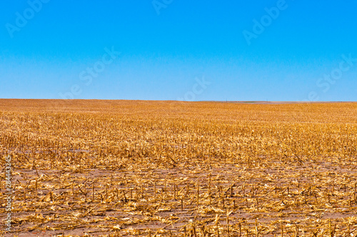 USA, Colorado, Holyoke, Corn Harvest Completed photo