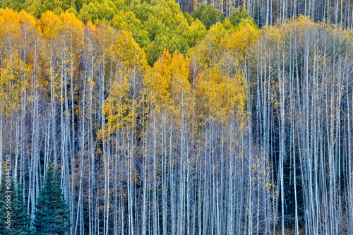 USA, Colorado, Crested Butte. Fall colors of the Aspen trees