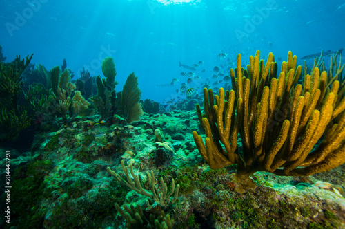 Soft coral in the foreground of this reef with blue water and reef fish in the background over Looe Key, Florida