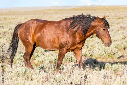 USA, Colorado, Sand Wash Basin. Close-up of wild horse. 