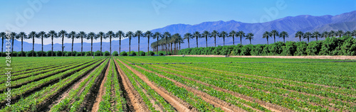 USA, California, Imperial Co. Truck crops grow against a row of palms make an arresting composition in Imperial County, California. photo