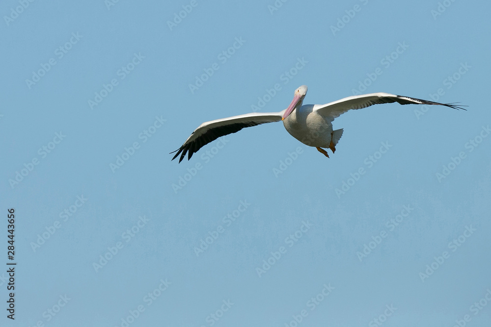 White pelicans in flight, Pelecanus Erythrorhynchos, Viera Wetlands Florida, USA White pelicans in flight, Pelecanus Erythrorhynchos, Viera Wetlands Florida, USA