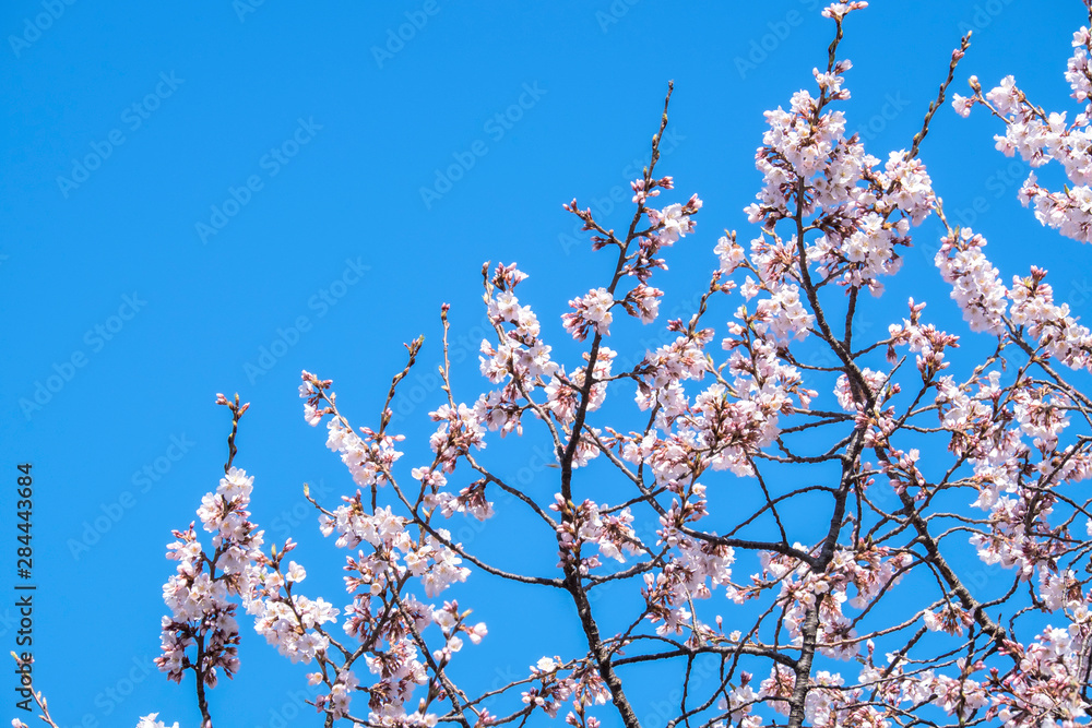 Cherry blossoms, Washington DC, Usa