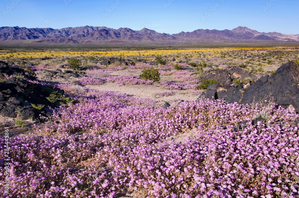 Naklejka premium USA, CA, Sand Verbena & Desert Gold at Amboy Crater