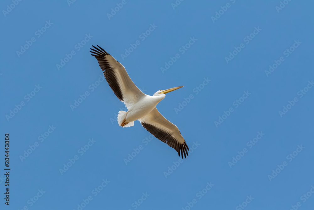 Obraz premium USA, Colorado, Cameron Pass. American white pelican soaring. 