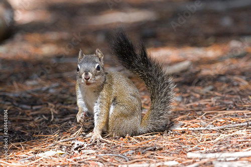 North America - USA - Colorado - Rocky Mountain National Park. Red squirrel.