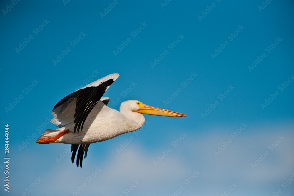 Obraz premium USA, Florida, Fort Meyers, Sanibel Island, J.N. Ding Darling National Wildlife Refuge, American White Pelican flying
