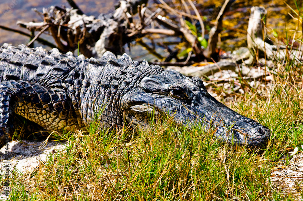 USA, Florida, Fort Meyers, Sanibel Island, J.N. Ding Darling National Wildlife Refuge, American Alligator USA, Florida, Fort Meyers, Sanibel Island, J.N. Ding Darling National Wildlife Refuge, American Alligator