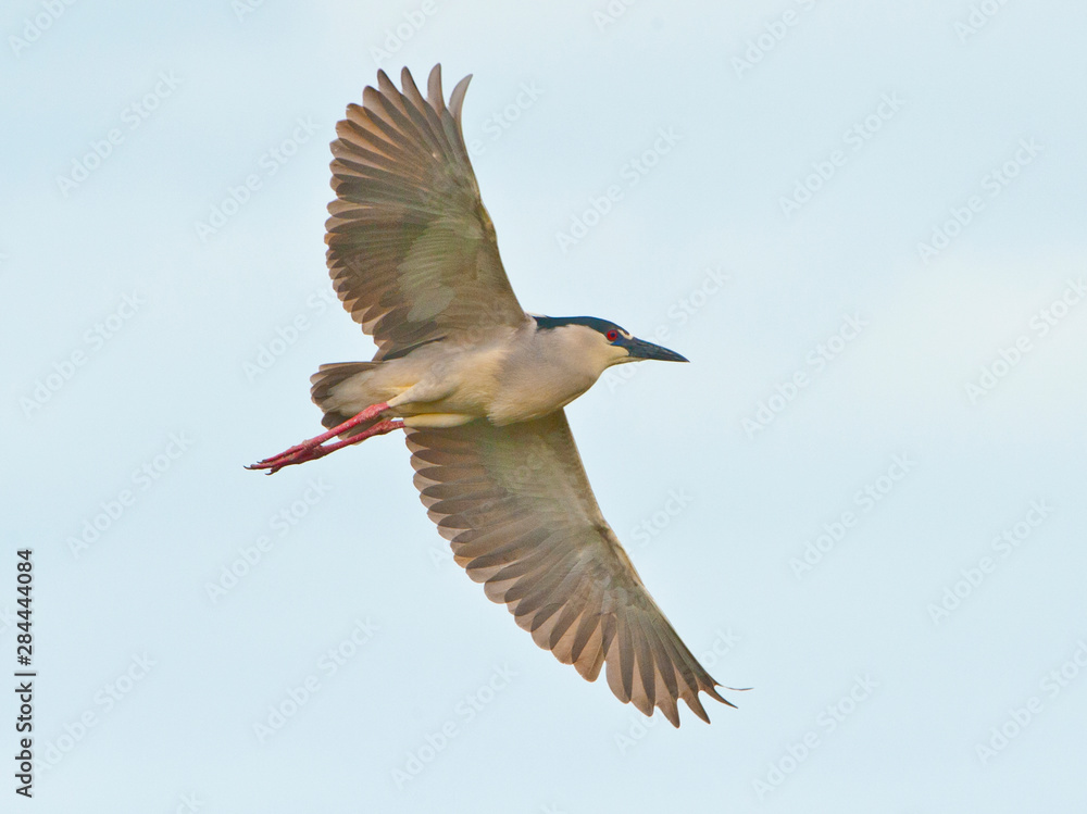 Obraz premium USA, Florida, Venice. Audubon Rookery, Black-crowned Night Heron flying