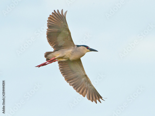 USA, Florida, Venice. Audubon Rookery, Black-crowned Night Heron flying