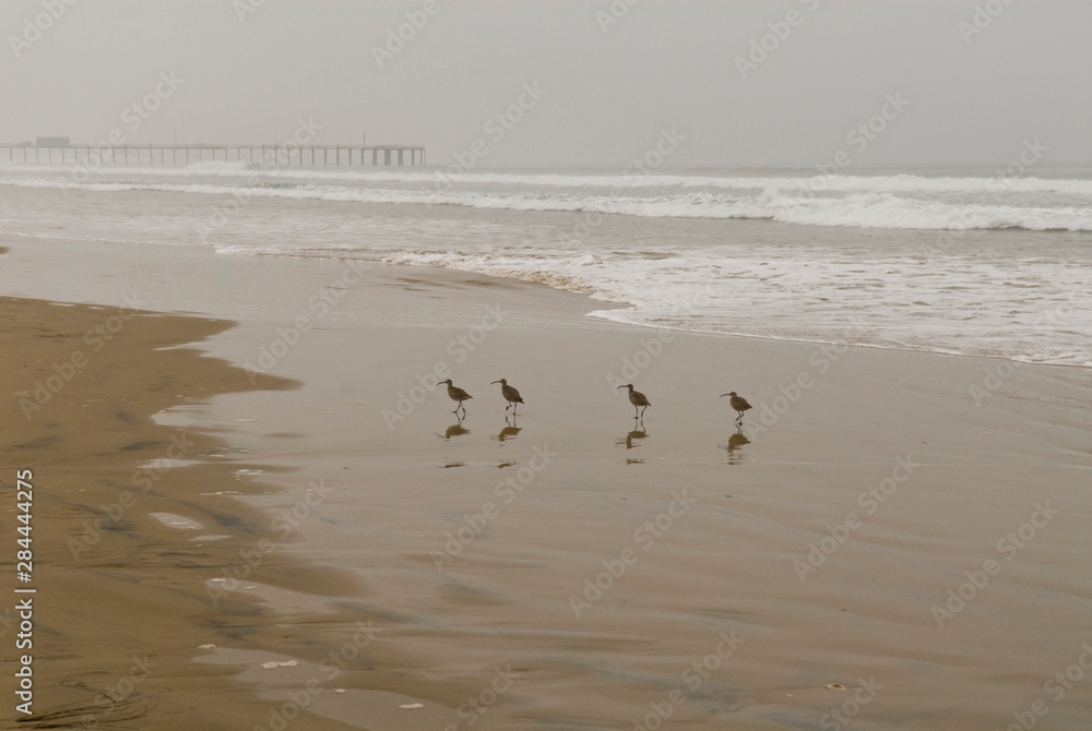 USA, CA, Pismo Beach. Whimbrels (Numenius phaeopus) parade early morning fog at low tide