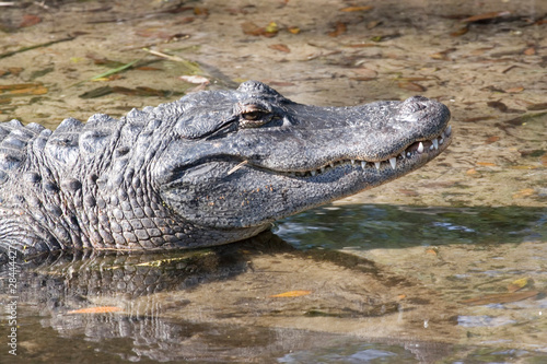 USA - Florida - American Alligator
