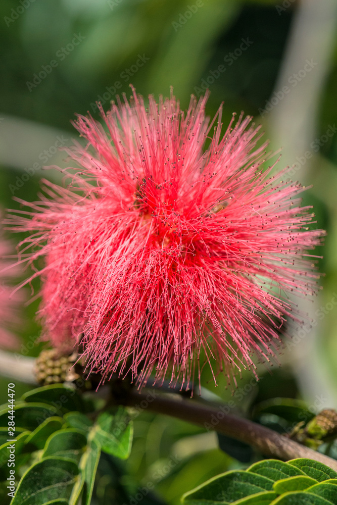 USA, Florida, New Smyrna Beach, Calliandra, Powder Puff Plant. USA, Florida, New Smyrna Beach, Calliandra, Powder Puff Plant.