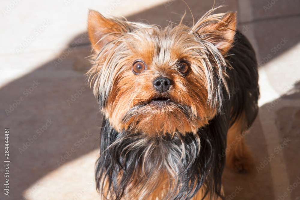 Yorkshire Terrier looking into your eyes
