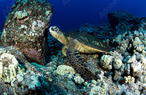 Green sea turtle, Hawaii