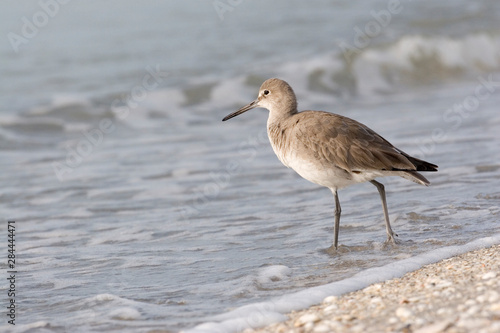 USA - Florida - Willet on beach at Fort De Soto County Park