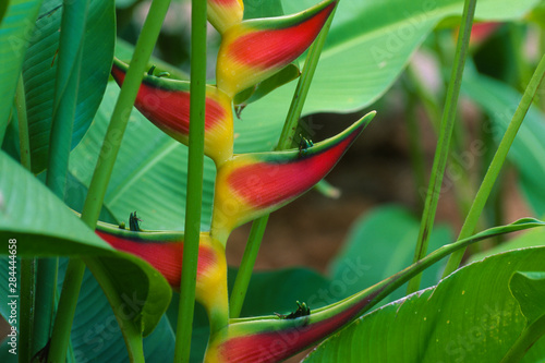 USA, Hawaii, Kauai, National Tropical Botanical Garden. Heliconia (Heliconia wagneriana) in the Allerton Garden. photo