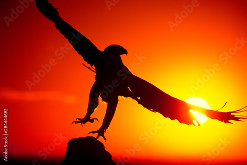 USA, Colorado. A falconer's golden eagle takes flight at sunrise. 