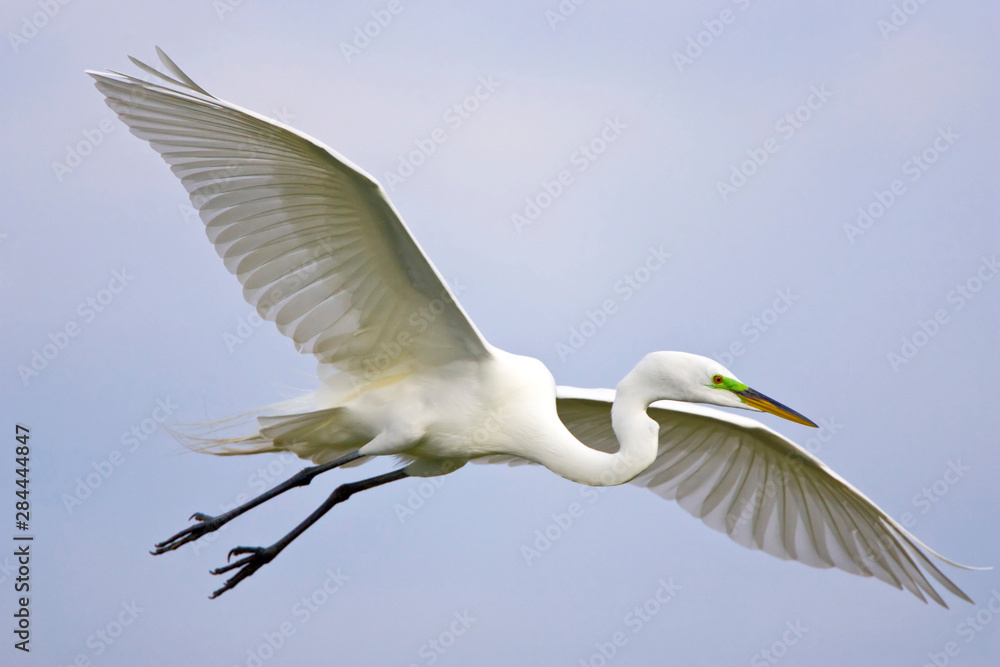 USA, Florida, Venice. Portrait of great egret flying at Venice Rookery. USA, Florida, Venice. Portrait of great egret flying at Venice Rookery.