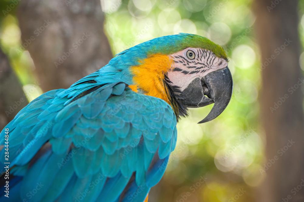 USA, Florida, Orlando, Blue-and-Yellow Macaw, Gatorland. USA, Florida, Orlando, Blue-and-Yellow Macaw, Gatorland.