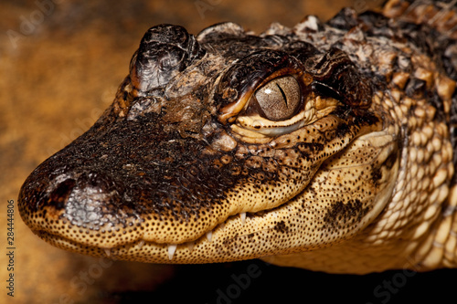 USA, Florida. Juvenile American alligator close-up. 