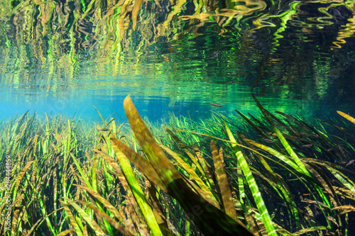 Принти на полотні Underwater photograph showing the clear waters, seagrass beds and surface reflections on the Itchetucknee River, Florida