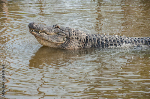 USA, Florida, Orlando, alligator doing water dance at Gatorland.