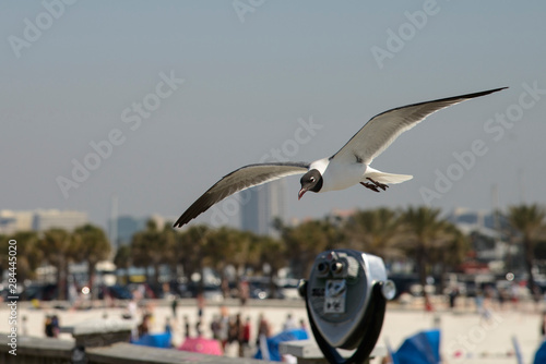 Clearwater, Florida. Laughing Gull (Leucophaeus atricilla) in flight at Clearwater beach. photo