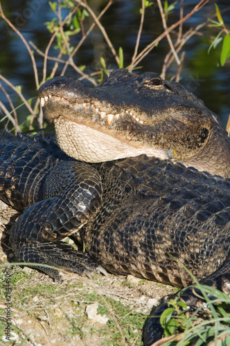 USA  Florida  Everglades NP  American Alligators  Alligator mississippiensis 