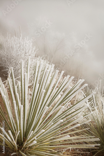 USA, Colorado, Pike National Forest. Soapweed yucca covered in hoarfrost. 
