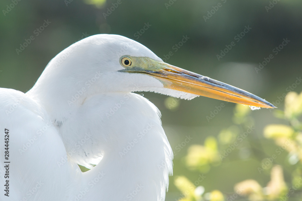 Obraz premium USA, Florida, Orlando, Great Egret, Gatorland.