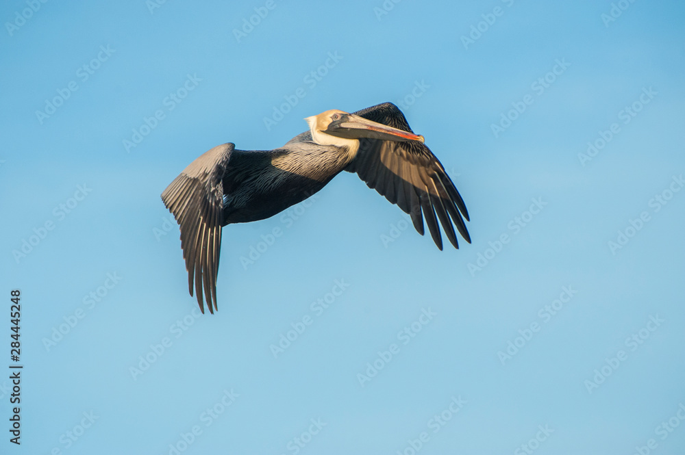 Fototapeta premium USA, Florida, New Smyrna Beach, Brown Pelican in flight.