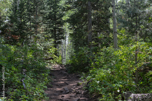 Hiking trail through the alpine forest outside of Park City, Utah.