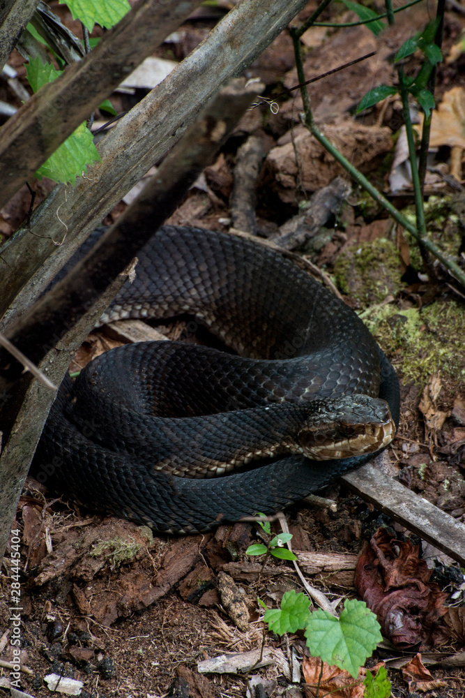 Fototapeta premium USA, Florida, Alexander Springs National Recreation Area, Florida, Cottonmouth (Agkistrodon piscivorus) coiled along a path
