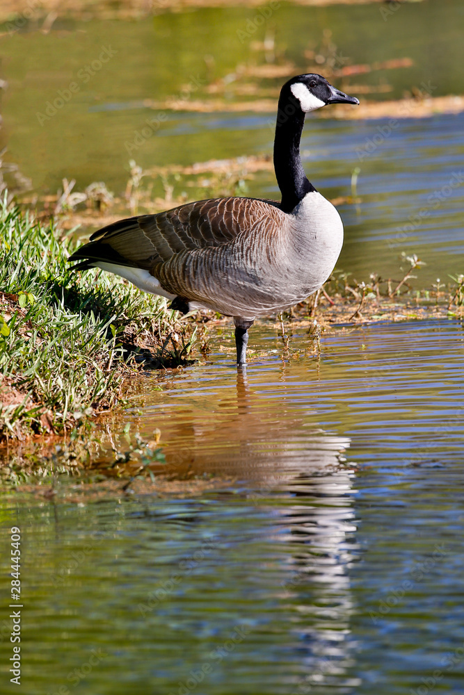 Fototapeta premium Canada Goose lakeside reflection Callaway Gardens, Georgia